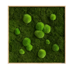 Moosbild Wald- Und Ballenmoos 80x80 Cm 13 Moosbild Wald- Und Ballenmoos 80x80 Cm -Pflanzen Blumentopf Geschäft styleGREEN Wald und Kugelmoosbild Eichenfurnier Holzrahmen 80x80 sG Mb WKm 80x80 HoEi Final