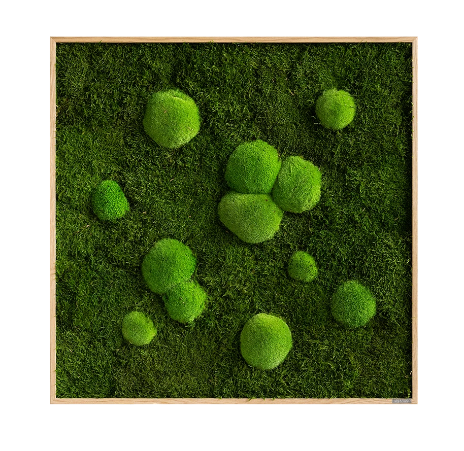 Moosbild Wald- Und Ballenmoos 80x80 Cm 8 Moosbild Wald- Und Ballenmoos 80x80 Cm – Bild 6
