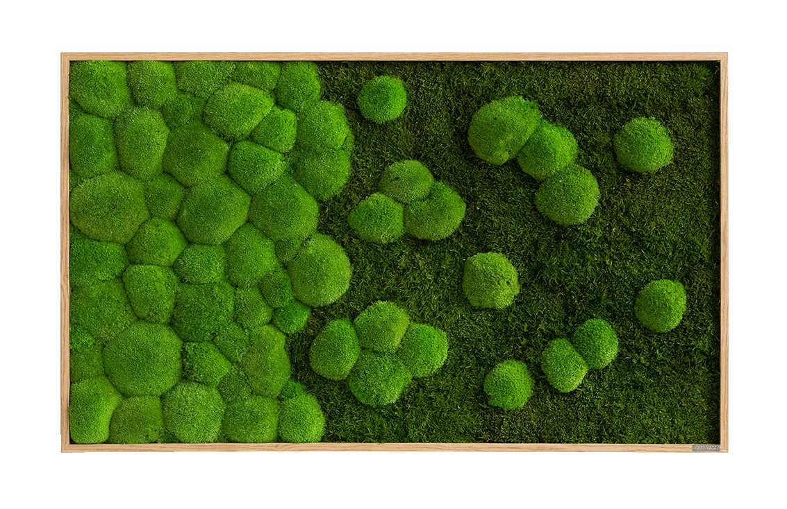 Moosbild Verlauf Wald- Und Ballenmoos 100x60 Cm 9 Moosbild Verlauf Wald- Und Ballenmoos 100x60 Cm – Bild 7