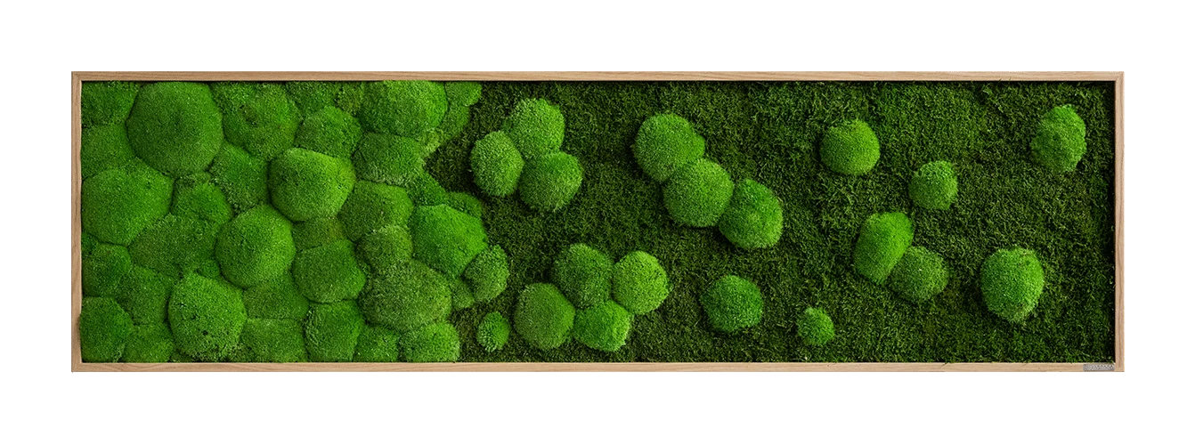Moosbild Verlauf Wald- Und Ballenmoos 140x40 Cm 8 Moosbild Verlauf Wald- Und Ballenmoos 140x40 Cm – Bild 6