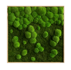 Moosbild Verlauf Wald- Und Ballenmoos 80x80 Cm 12 Moosbild Verlauf Wald- Und Ballenmoos 80x80 Cm -Pflanzen Blumentopf Geschäft styleGREEN Wald und Kugelmoosbild Verlauf Eichenfurnier Holzrahmen 80x80 sG Mb WKm VL 80x80 HoEi Final