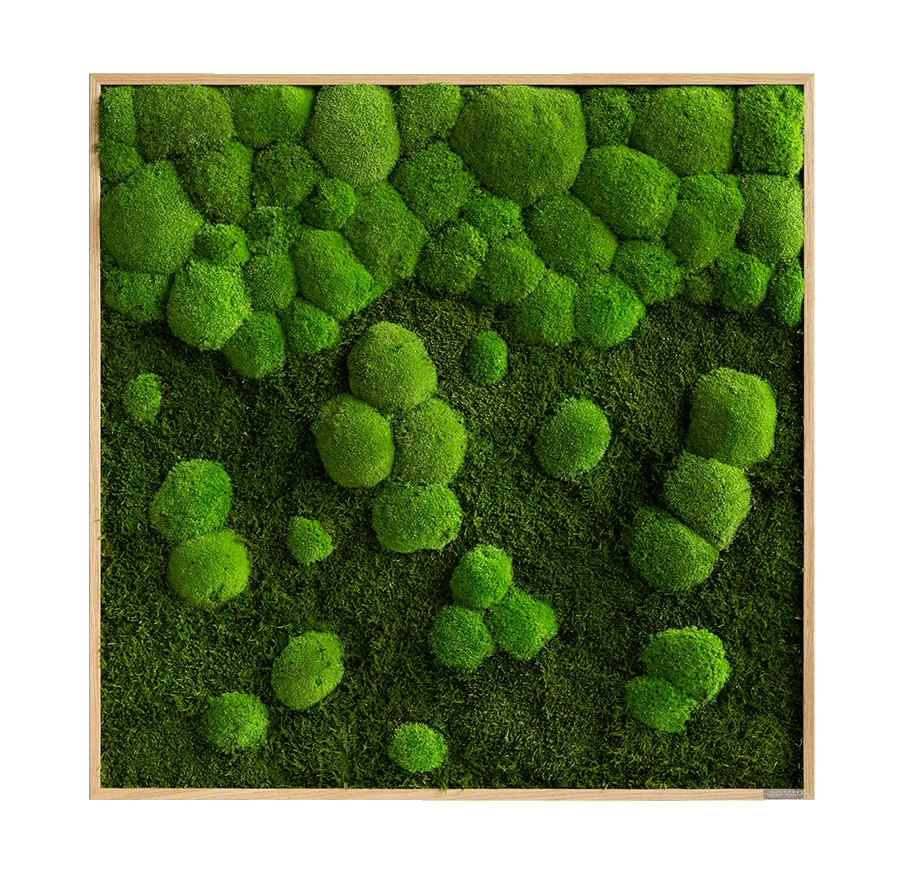 Moosbild Verlauf Wald- Und Ballenmoos 80x80 Cm 7 Moosbild Verlauf Wald- Und Ballenmoos 80x80 Cm – Bild 5